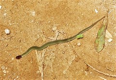 Erythrolamprus typhlus brachyurus