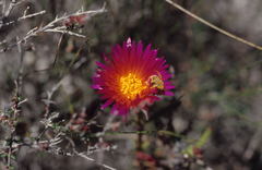 Lampranthus fergusoniae