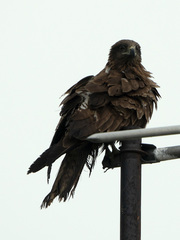 Milvus migrans