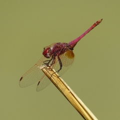 Trithemis annulata