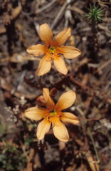 Tritonia deusta miniata