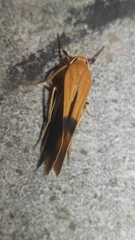 Macotasa orientalis