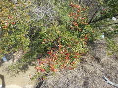 Pyracantha koidzumii