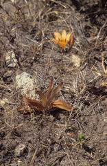 Tritonia deusta miniata