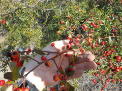 Pyracantha koidzumii