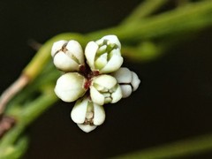 Cassytha glabella dispar