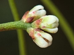 Cassytha glabella dispar