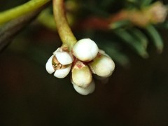 Cassytha glabella dispar