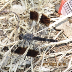 Brachythemis impartita