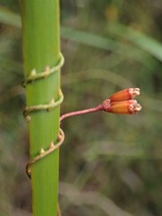 Cassytha glabella dispar