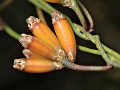 Cassytha glabella dispar