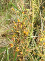 Cassytha glabella dispar