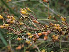 Cassytha glabella dispar