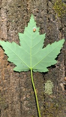 Pulvinaria innumerabilis