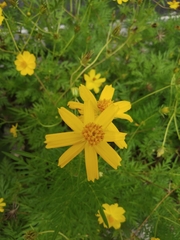 Cosmos sulphureus