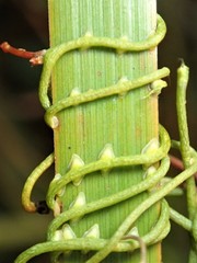 Cassytha glabella dispar