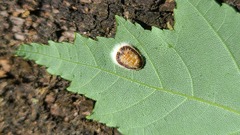 Pulvinaria innumerabilis