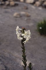 Chascanum