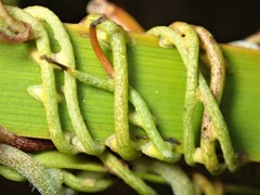 Cassytha glabella dispar