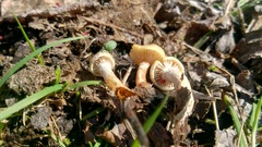 Meottomyces
