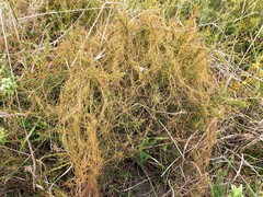 Cassytha glabella dispar