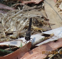 Brachythemis impartita
