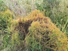 Cassytha glabella dispar