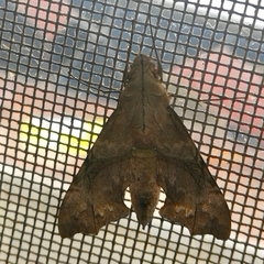 Aleuron iphis