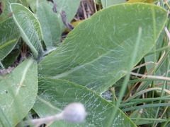 Pilosella pseudopilosella