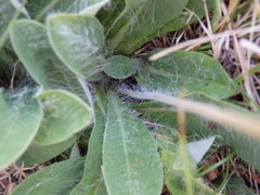 Pilosella pseudopilosella