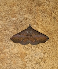 Hadennia hypenalis