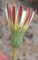 Gerbera serrata