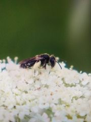 Andrena