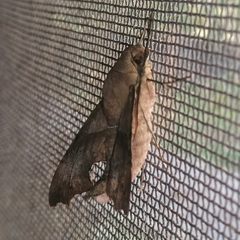 Aleuron iphis