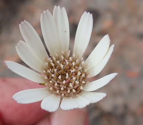Image of Gerbera serrata by (c) Nicola van Berkel, some rights reserved (CC BY-SA)