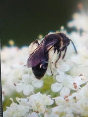 Andrena