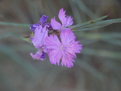 Dianthus brutius