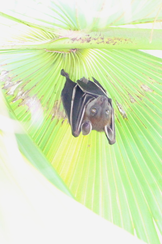 Greater Short-nosed Fruit Bat