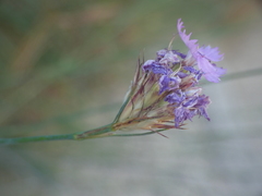 Dianthus brutius