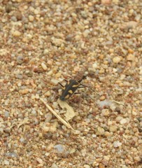 Cicindela calligramma