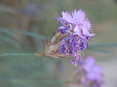 Dianthus brutius
