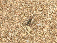 Cicindela calligramma