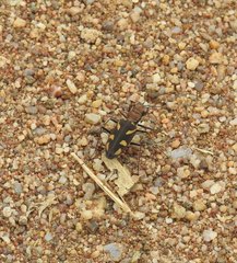 Cicindela calligramma