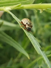 Calligrapha multipunctata