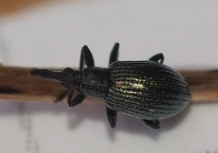 Ischnopterapion virens