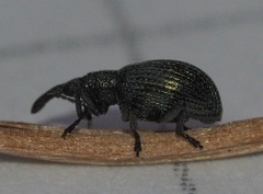 Ischnopterapion virens