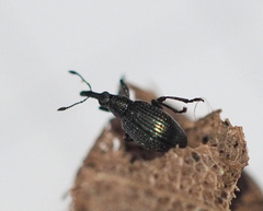 Ischnopterapion virens