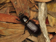 Aulacocyclus edentulus