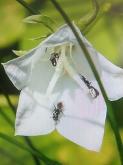 Chelostoma