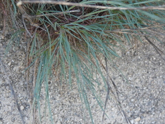 Dianthus brutius